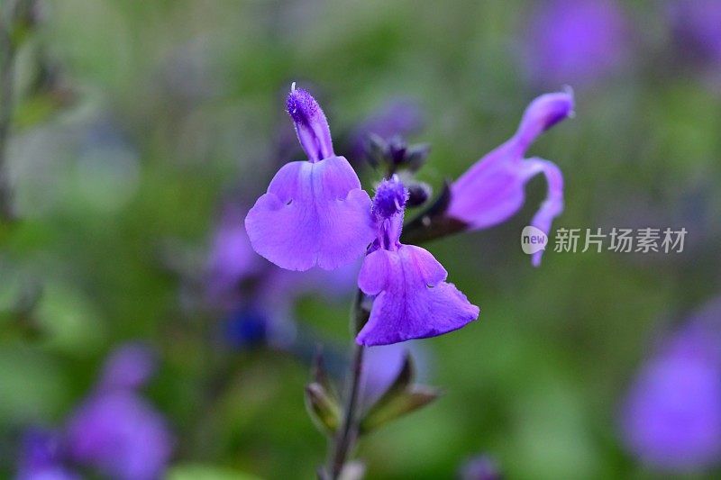 小叶鼠尾草/鼠尾草:蓝色花朵